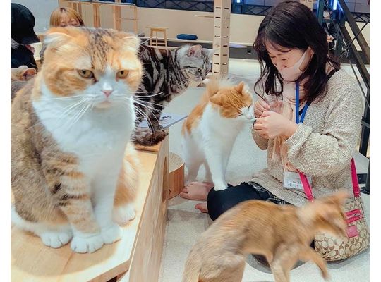 夫婦仲良く猫カフェでデート中